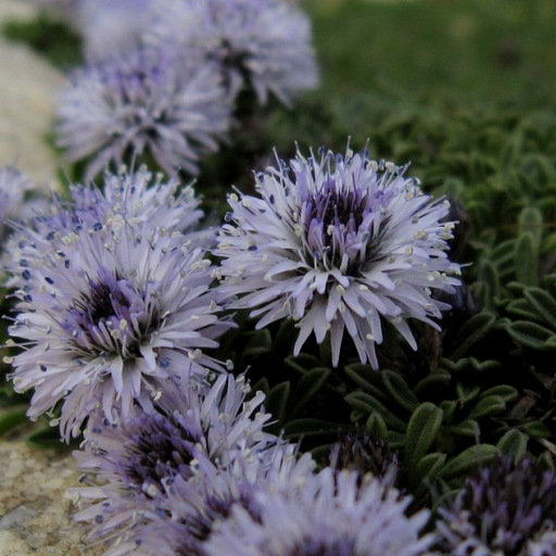 Globularia nana